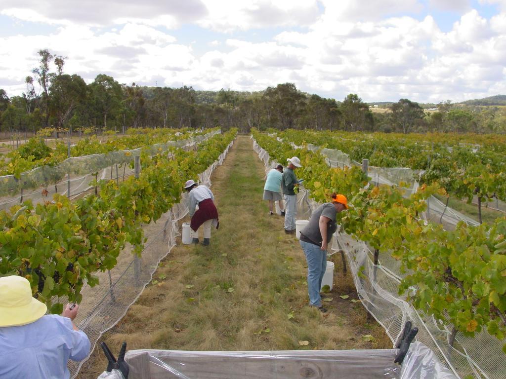 Fergies Hill Spa Cottage @ Granite Ridge Wines Ballandean Экстерьер фото